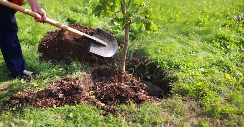 Picture of person planting tree