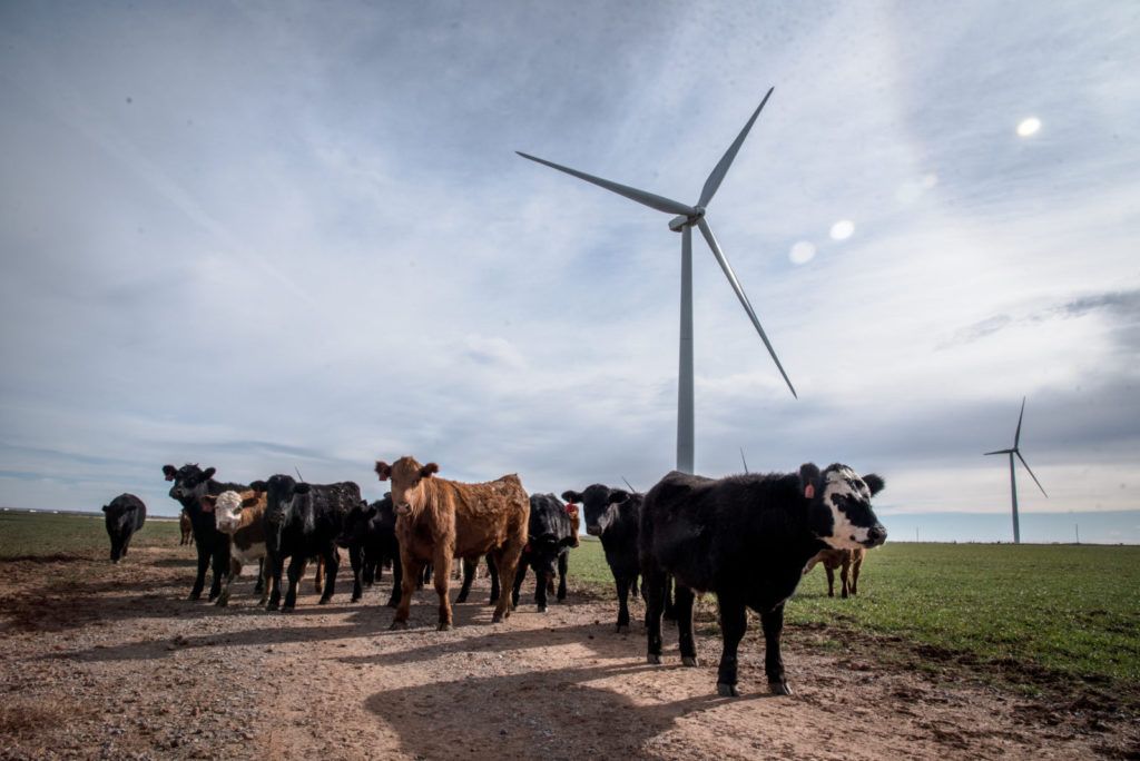 Cattle standing in a field among a wind farm in Texas