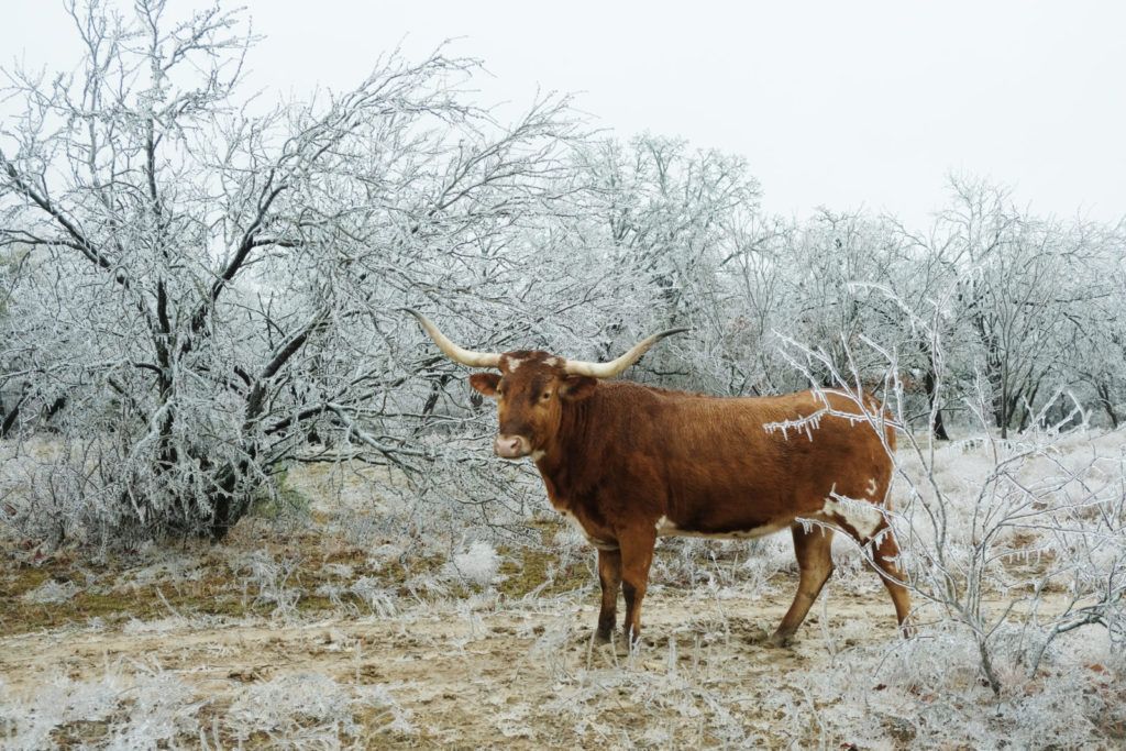 Texas long horn in field after winter ice storm